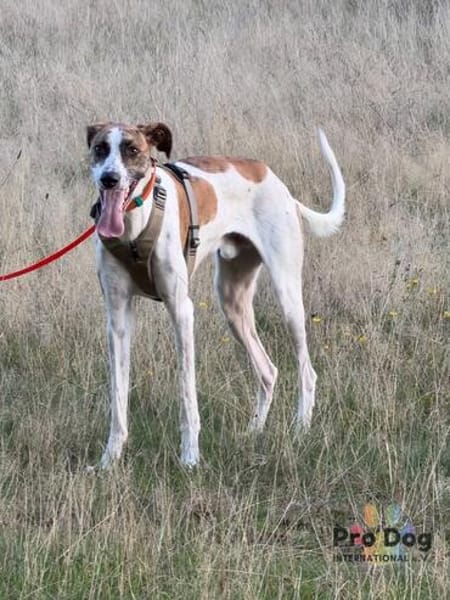 Traumhund Dante sucht neues Zuhause