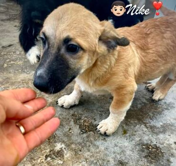 Nike  kleiner Bub mit ganz viel Herz