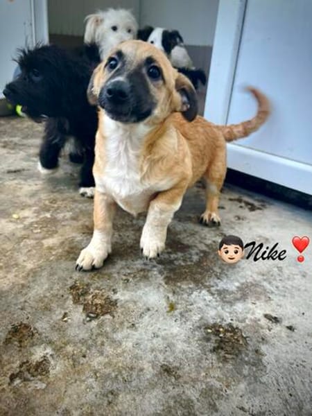 Nike  kleiner Bub mit ganz viel Herz
