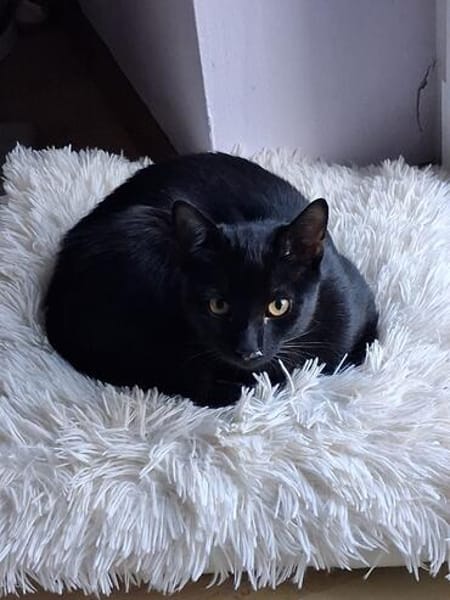 Ales  schwarzes Kitten sucht liebevolles Zuhause