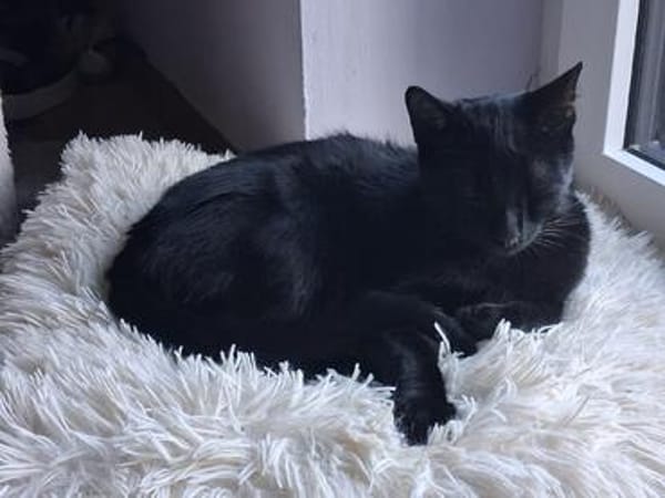 Ales  schwarzes Kitten sucht liebevolles Zuhause