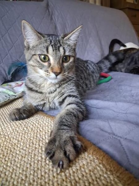Nevers  getigertes Kitten sucht liebevolles Zuhause
