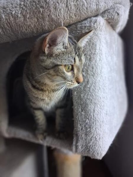 Nevers  getigertes Kitten sucht liebevolles Zuhause