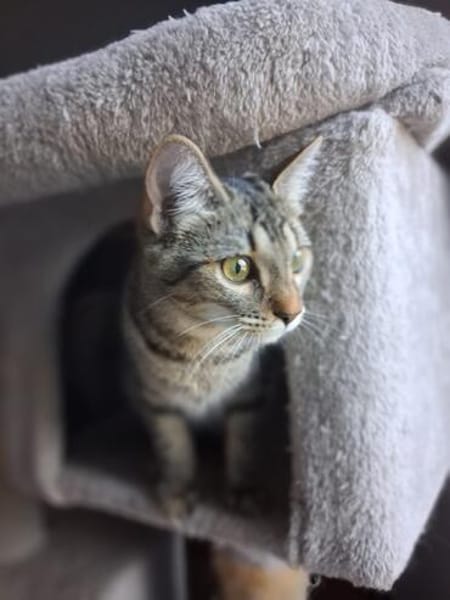 Nevers  getigertes Kitten sucht liebevolles Zuhause