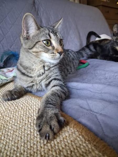 Nevers  getigertes Kitten sucht liebevolles Zuhause