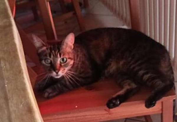 Honey W ~6jahre