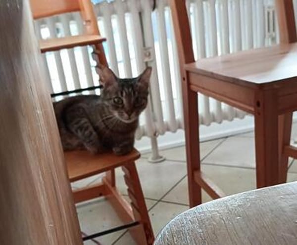 Honey W ~6jahre