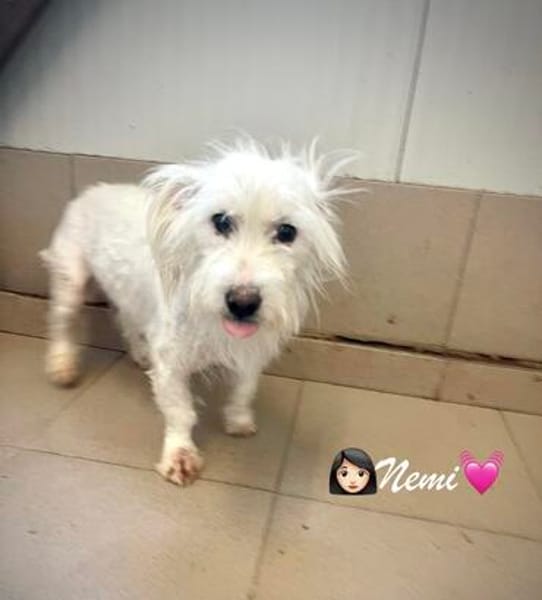 Nemi  eine kleine Mama mit großem Herzen