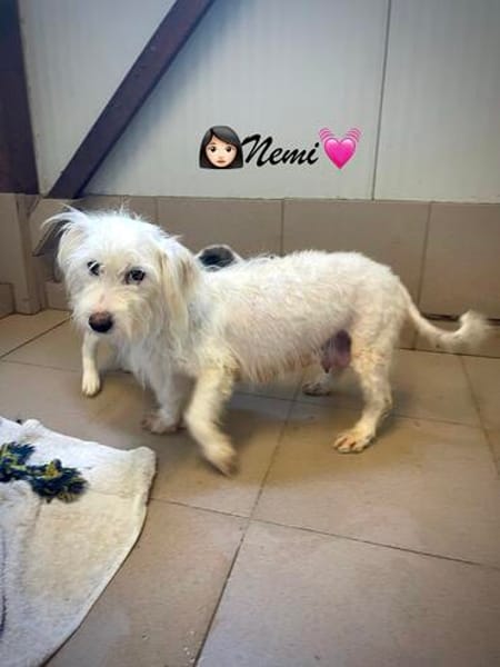 Nemi  eine kleine Mama mit großem Herzen