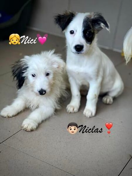 Nici  ein zartes kleines Mäuschen
