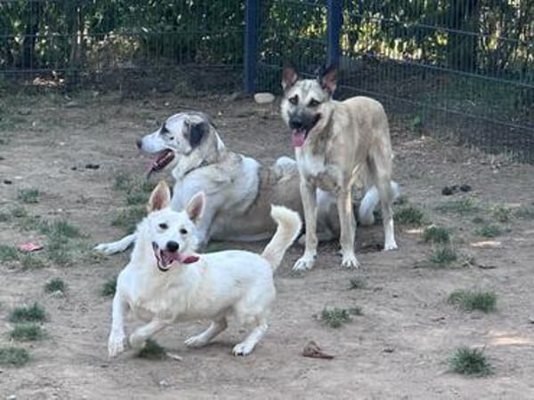 Snowy sucht ein verständnisvolles Zuhause
