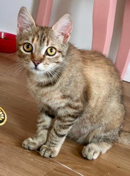 Rubi  verschmustes Kitten sucht Zuhause