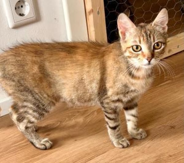 Rubi  verschmustes Kitten sucht Zuhause