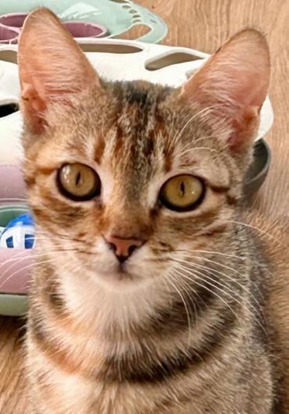 Rubi  verschmustes Kitten sucht Zuhause