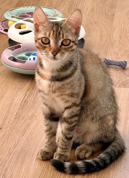 Rubi  verschmustes Kitten sucht Zuhause