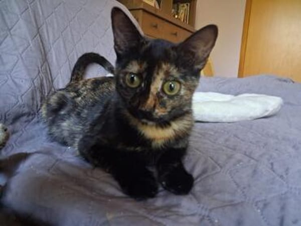Vichy  buntes Kitten sucht liebevolles Zuhause