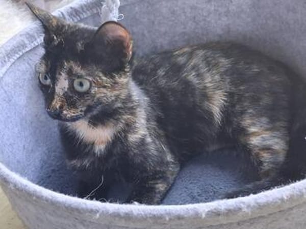 Vichy  buntes Kitten sucht liebevolles Zuhause