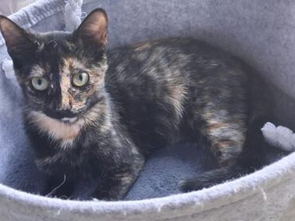 Vichy  buntes Kitten sucht liebevolles Zuhause