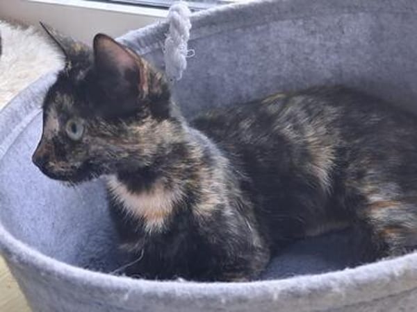 Vichy  buntes Kitten sucht liebevolles Zuhause