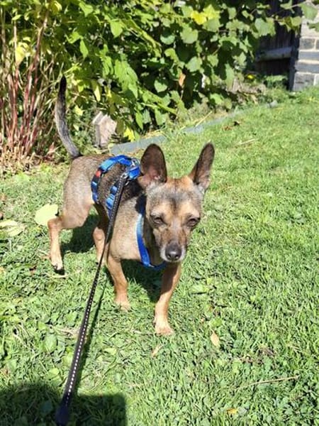Pinscher-Chihuahua-Mix Dobby