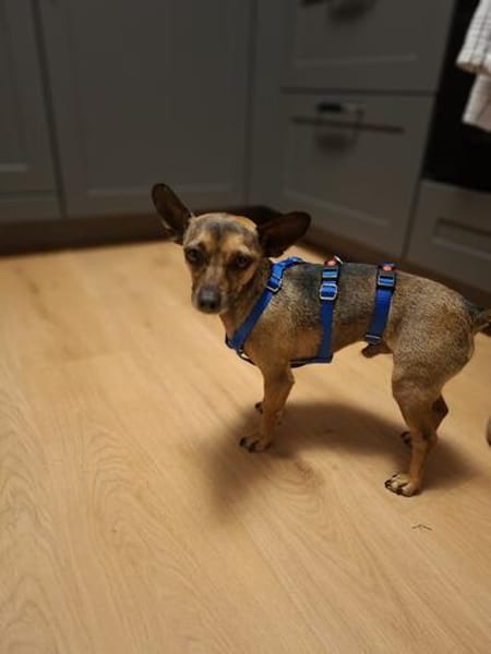 Pinscher-Chihuahua-Mix Dobby
