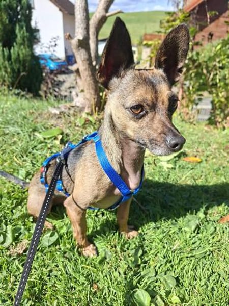 Pinscher-Chihuahua-Mix Dobby