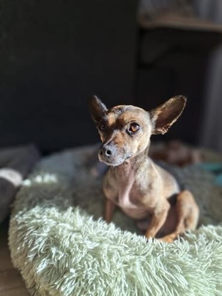 Pinscher-Chihuahua-Mix Dobby