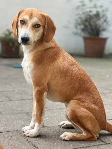 Storm sucht sein Für-Immer-Zuhause!