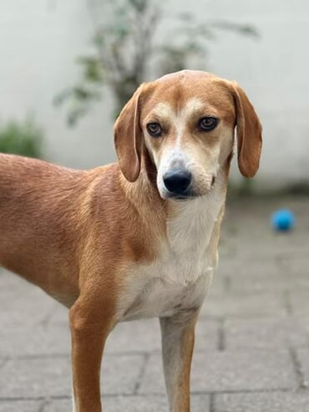 Storm sucht sein Für-Immer-Zuhause!