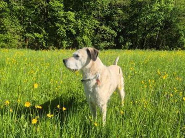 Sensibler Lindon sucht neues Zuhause