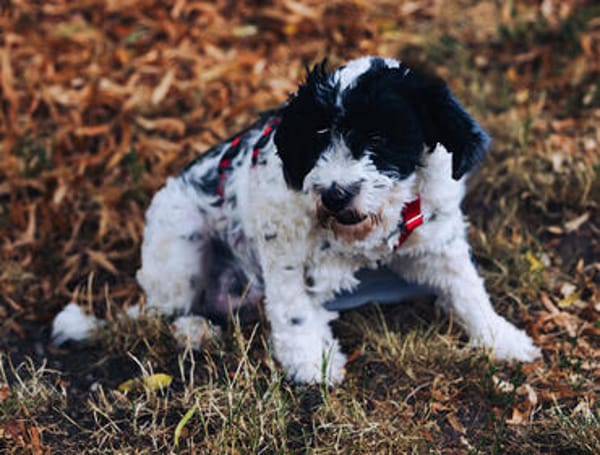 Keno ist ein Traumhund durch und durch!