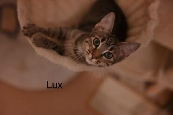 Vermittlungshilfe Kitten