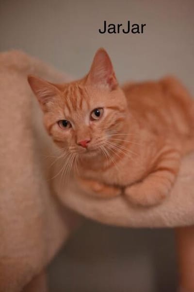 Vermittlungshilfe Kitten