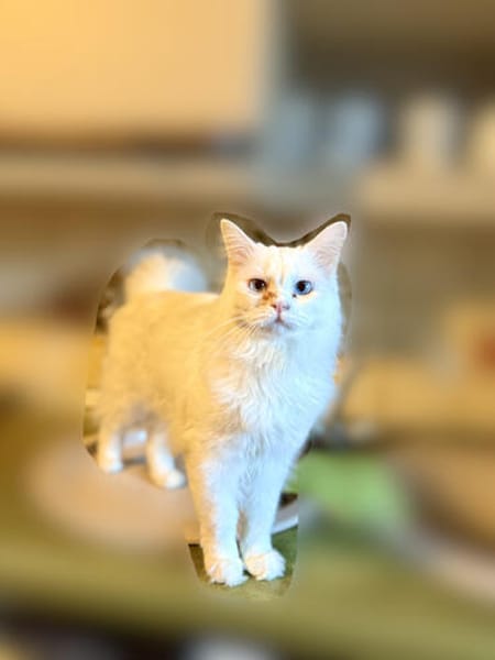 Snowy sucht ein liebevolles Zuahuse
