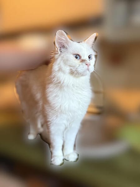 Snowy sucht ein liebevolles Zuahuse