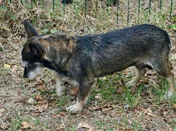 Mila, zutraulich, offen, freundlich
