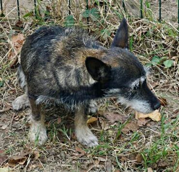 Mila, zutraulich, offen, freundlich