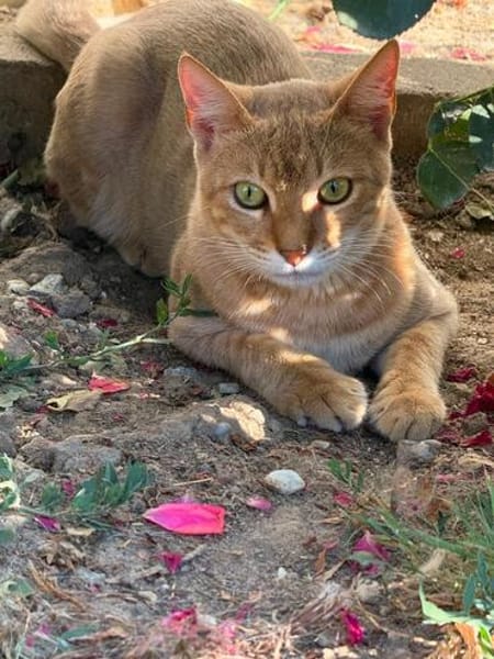 Simba sucht liebevolles Zuhause