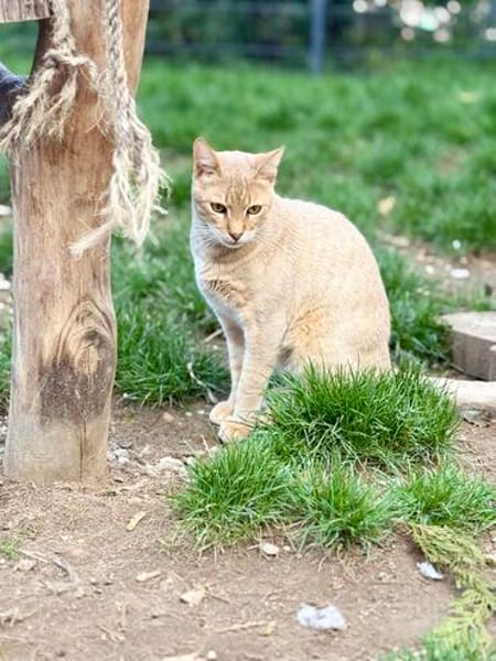 Simba sucht liebevolles Zuhause