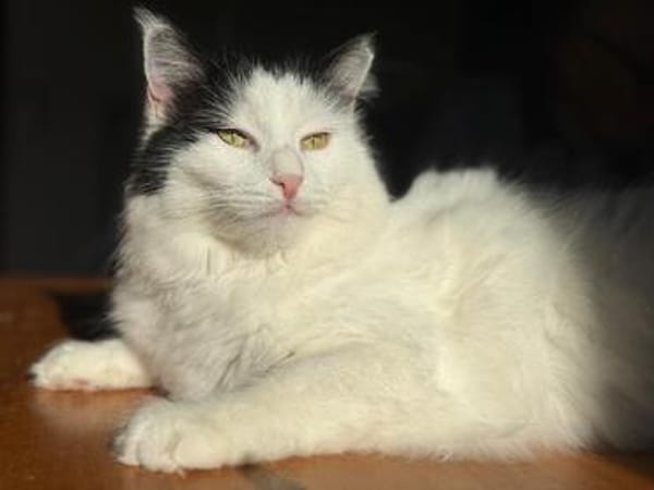 Sugar sucht ein neues Zuhause