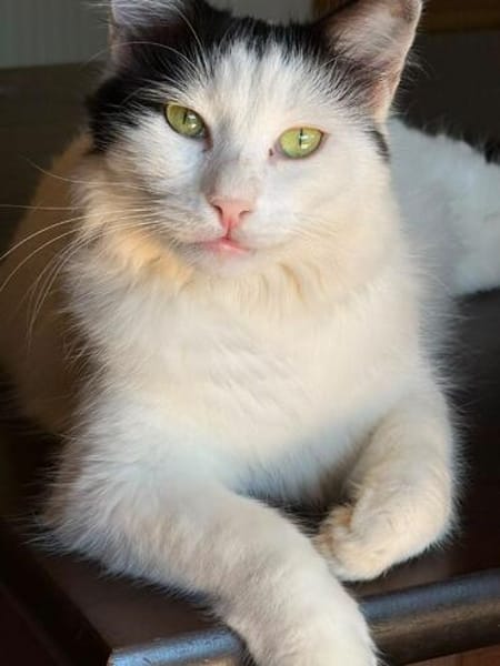 Sugar sucht ein neues Zuhause