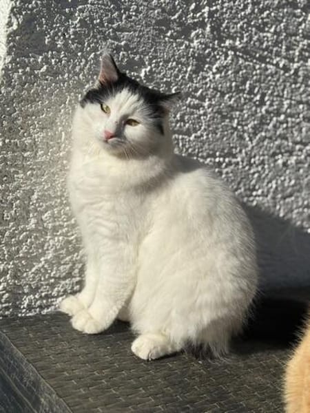 Sugar sucht ein neues Zuhause