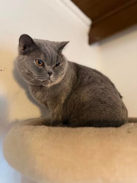 Barcadi sucht liebevolles Zuhause