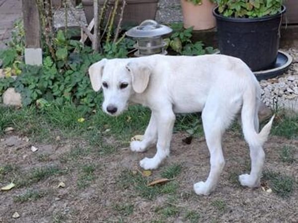 Pfiffiger Idefix gibt Gas...