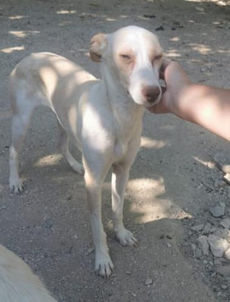 Yakira1 sucht ein Zuhause - NEUIGKEITEN!!!!!