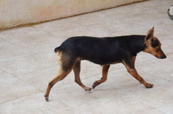 Rusty1 sucht sein Zuhause - NEUE FOTOS UND VIDEO!!!!