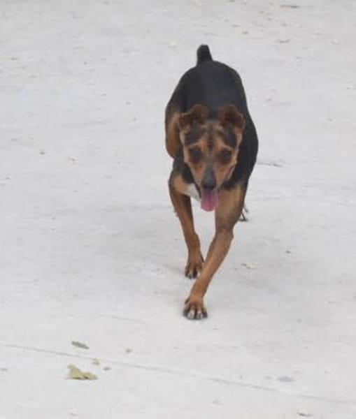 Rusty1 sucht sein Zuhause - NEUE FOTOS UND VIDEO!!!!