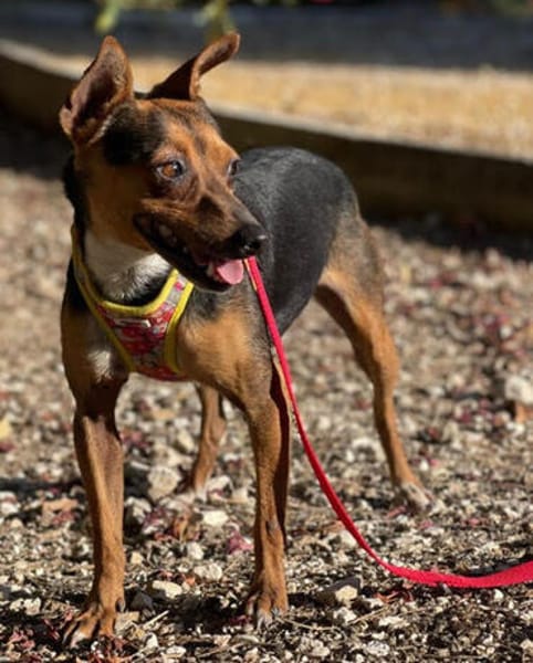 Rusty1 sucht sein Zuhause - NEUE FOTOS UND VIDEO!!!!
