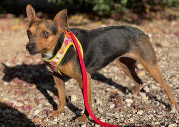 Rusty1 sucht sein Zuhause - NEUE FOTOS UND VIDEO!!!!