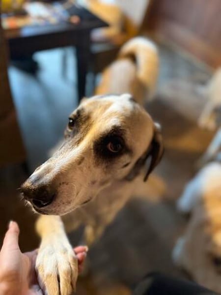 Layla sucht ein neues Zuhause